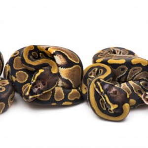 Read more about the article WHS line Scaleless Heads are here!!!