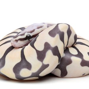 Scaleless 0676