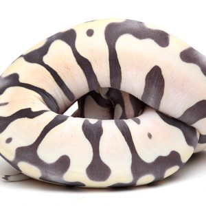 Scaleless 0695