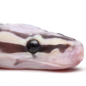 Scaleless 0702