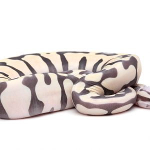 Scaleless 0704