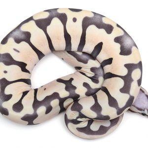 Scaleless 0706