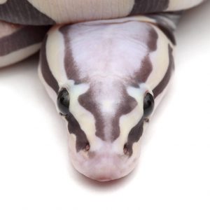 Scaleless 0712