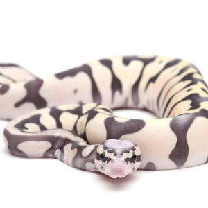 Scaleless 0727